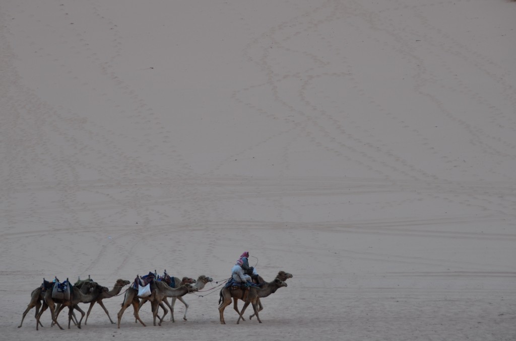 walking camels