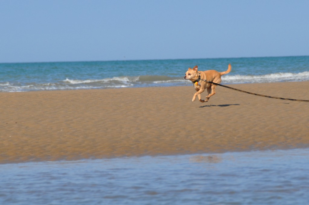 Liv running