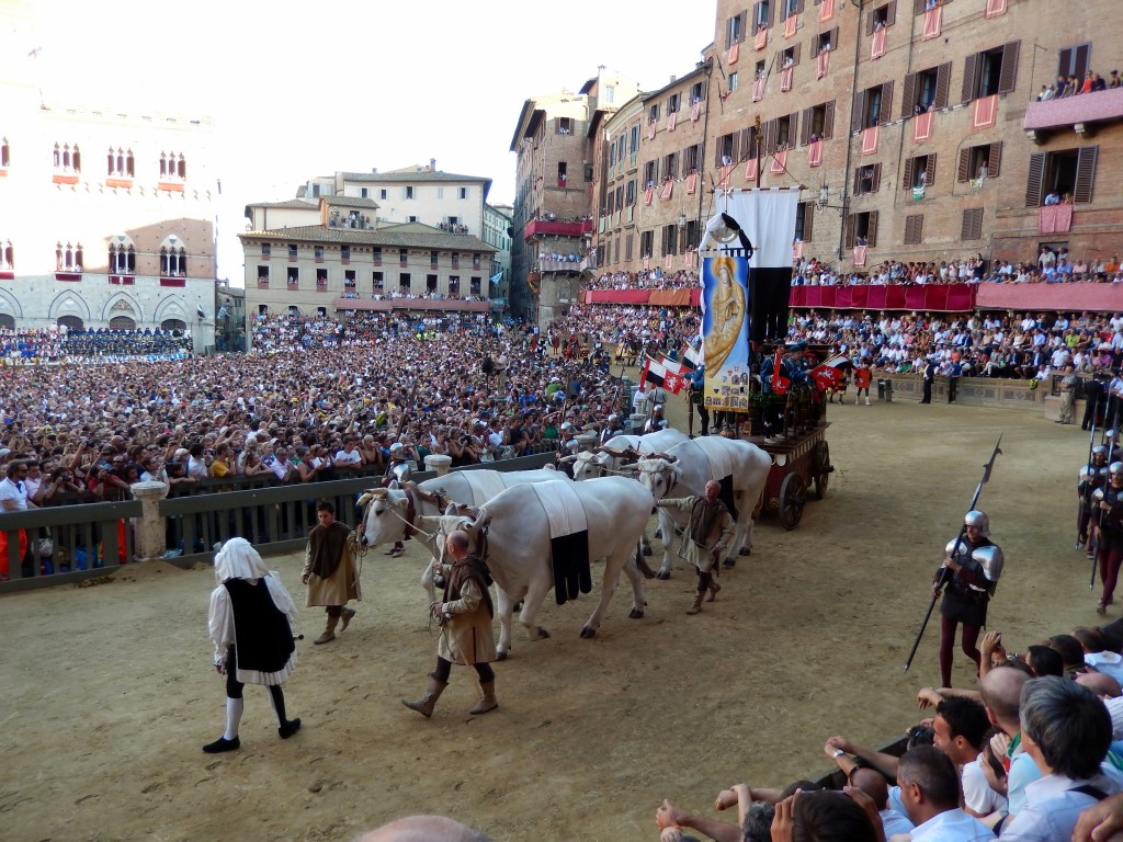 Palio oxen