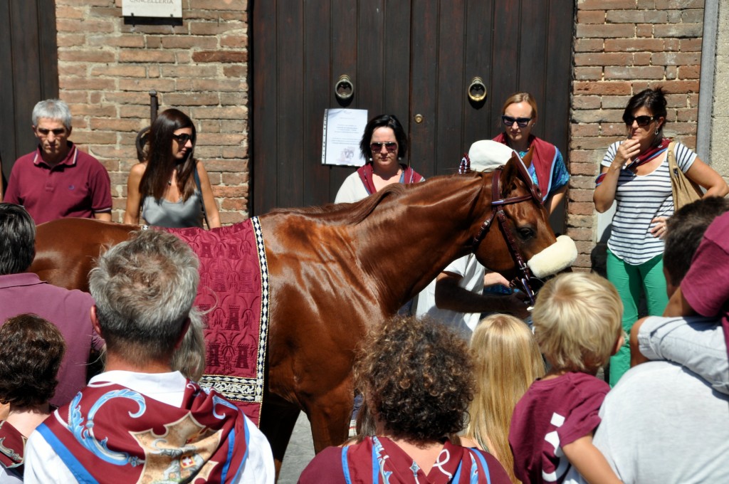 Horse of the Torre. There is something about a chestnut in the summer that gets me every time. 