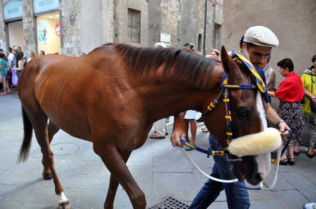 The horse of the Tartuca. 