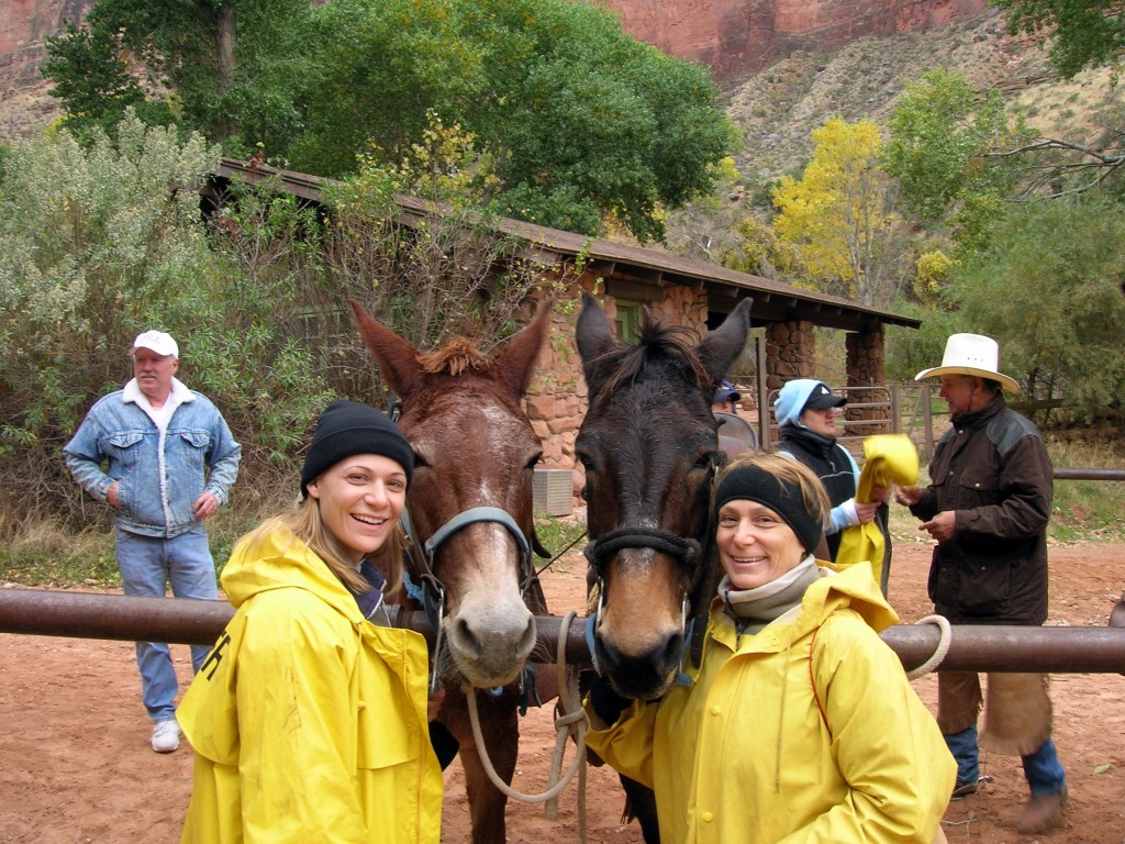 Mules in the Grand Canyon