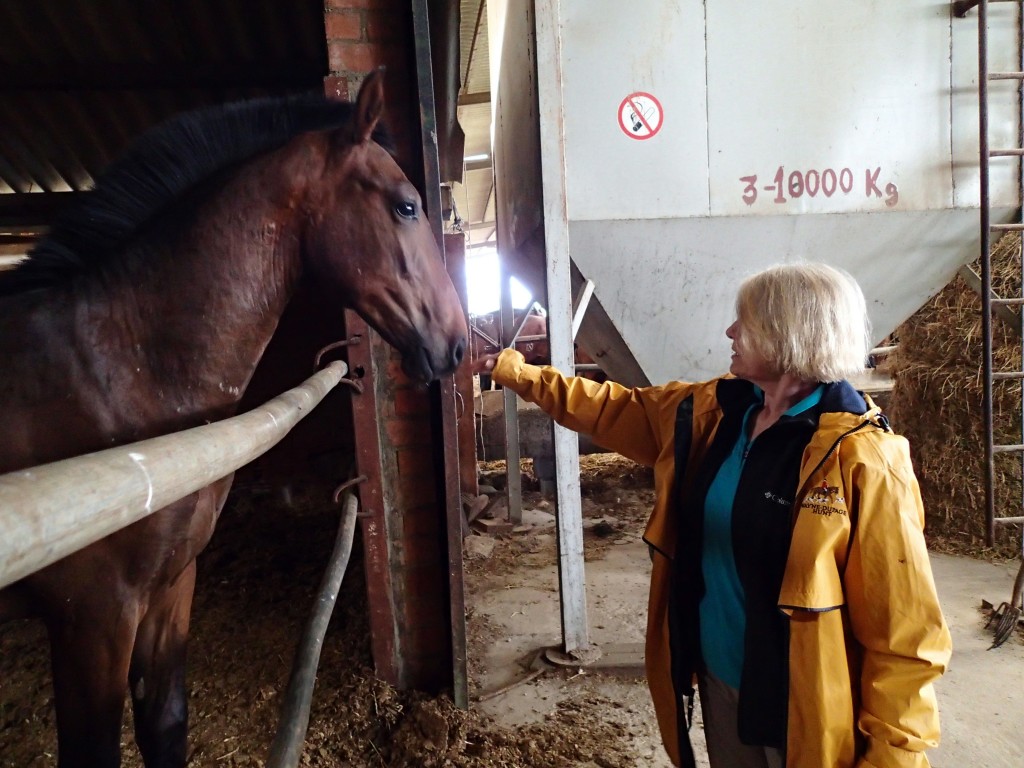 Mom & the yearlings