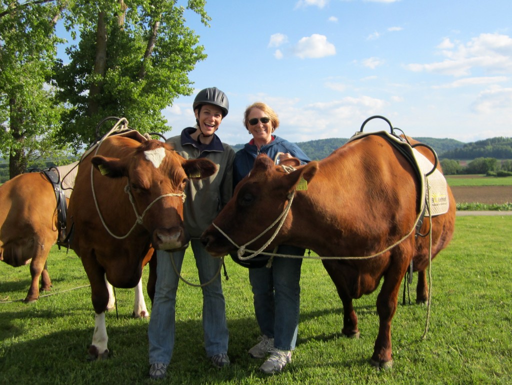 Cows in Switzerland