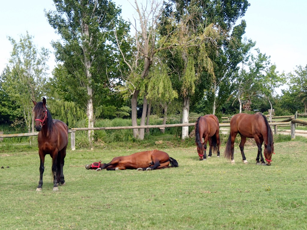 One of the bays in a red halter is napping.