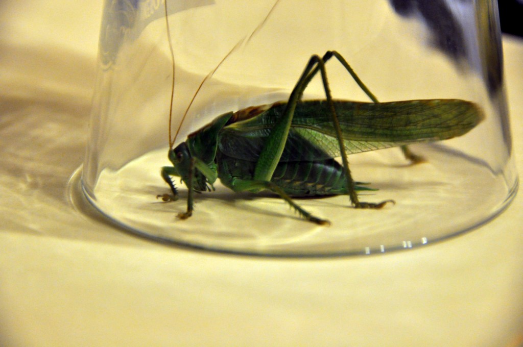 grasshopper